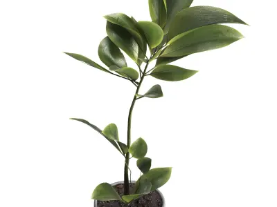 indoor plant 023 3D model