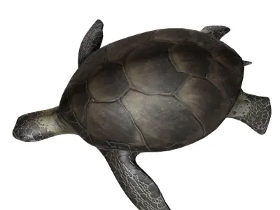 Sea Turtle Low-poly 3D model