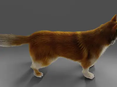 Fur Red Wolf NO Rigged in Blender  Low-poly 3D model