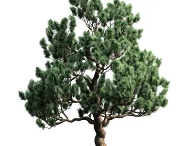 Decorative pine v3 Low-poly 3D model