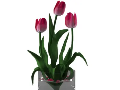 Pink tulips  3D model
