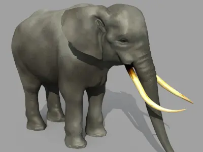 Asian Elephant 3D model