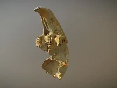 Small scanned photorealistic low poly skull Low-poly 3D model