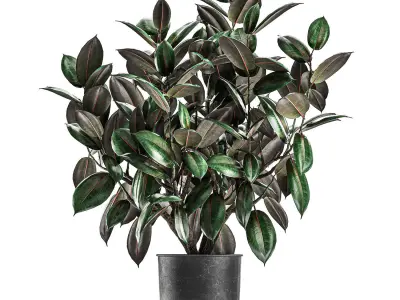 Ficus trees in a pot for the interior 847 3D model