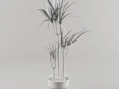 Indoor Plant 3d Model - Interior Draecaena Species Free 3D model