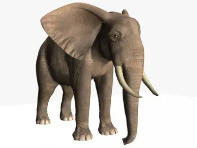 African Elephant 3D model