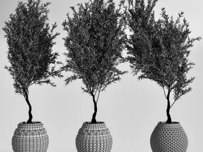 Indoor Plant olive Set 03 3D model