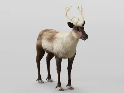 Reindeer Caribou Animal Low-poly 3D model