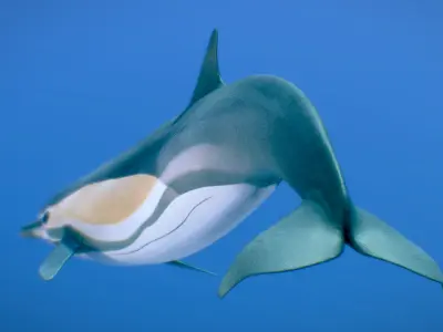 Short-beaked Common Dolphin 3D model