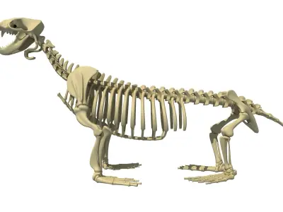 Sea Lion Skeleton 3D model