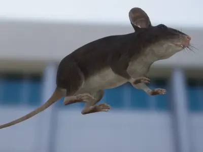 Mouse Low-poly 3D model