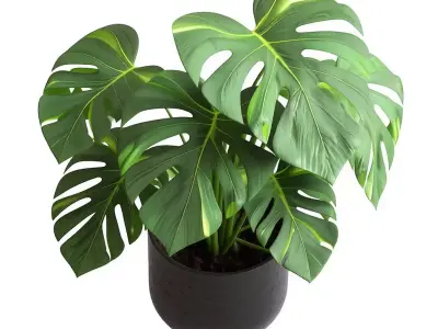 Monstera Plant 3D Realistic Indoor Greenery Modern Design Low-poly 3D model