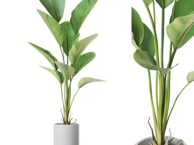 Plants collection vol 55 