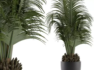 House Plant 30 3D model