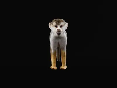 Squirrel Monkeys Primate Low-poly 3D model