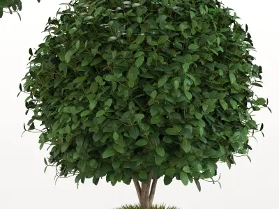 Plants collection 16 3D model purchase