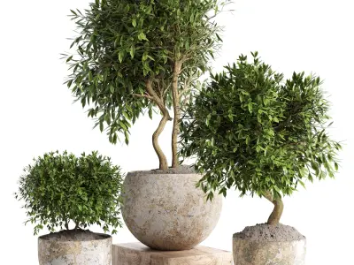 Outdoor plant in concrete pot 12 Low-poly 3D model