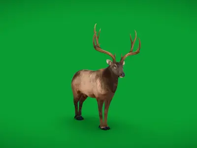 Elk Wapiti Deer Low-poly 3D model