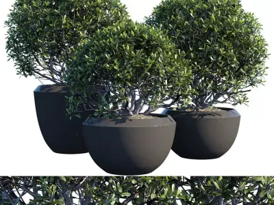 Plant in pots 01 3D model