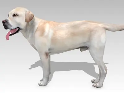Labrador retriever Low-poly 3D model