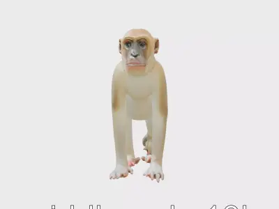 Patas Monkey Detailed 3D Model with Textured Fur Low-poly 3D model