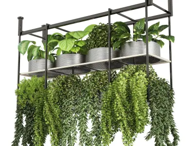 collection Indoor plants hanging pot