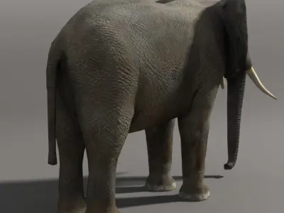 Elephant and Rhino Low-poly 3D model