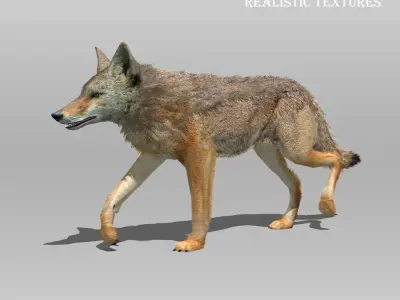 Coyote Animated Low-poly 3D model