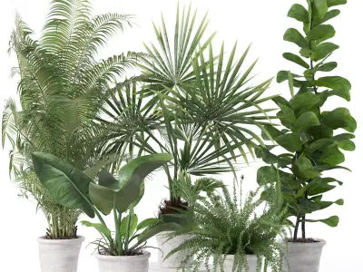Plants collection 139 3D model