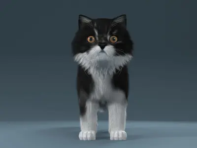 Persian cat Black and White 3D model