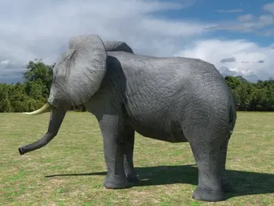 African Elephant Low-poly 3D model