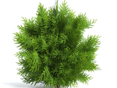 Thuja Shrub I 3D model