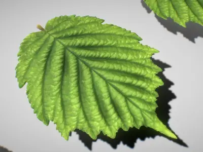 Hazelnut Leaf High-Poly 3D model