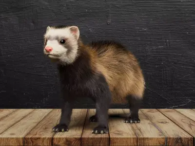 VFX Ready ferret 3d model 3D model with groom 3D model