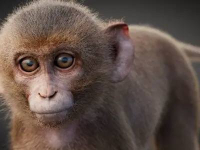 Young Rhesus Monkey - Static Version - Xgen-core 3D model