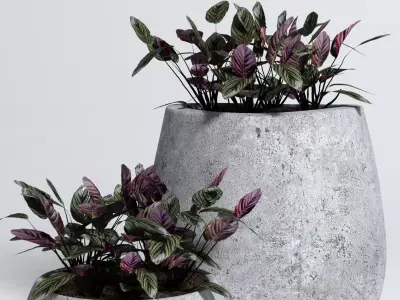 Calathea ornata 3D model