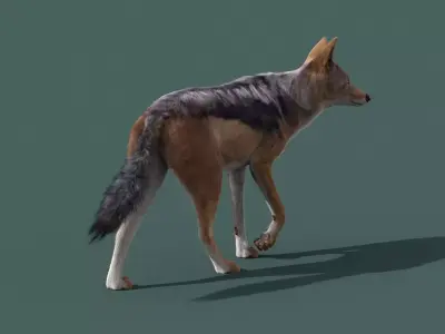 Black Backed Jackal Animated Xgen 3D model