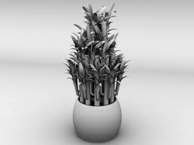 Lucky Bamboo Plant Low-poly 3D model