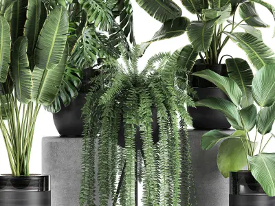 Houseplants in a black pot for the interior 710 3D model