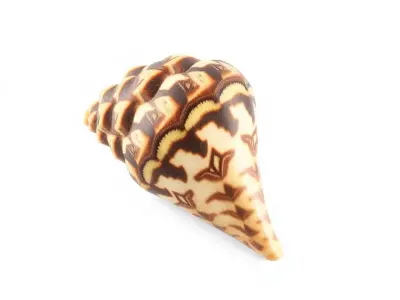 Patterned Seashell model pack Low-poly 3D model