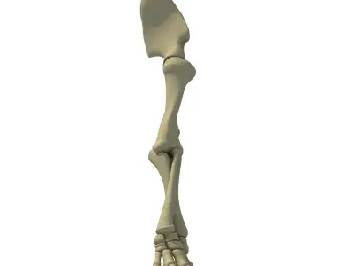 Elephant Leg Skeleton 3D model