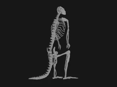 Kangaroo skeleton 3D model