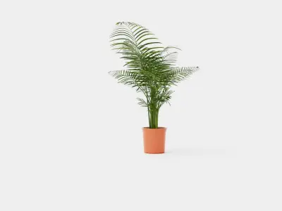 Dypsis lutescens Low-poly 3D model
