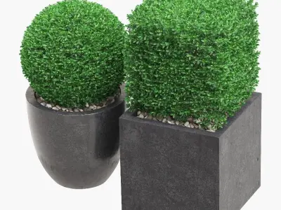 Potted Topiary Buxus 06 3D model
