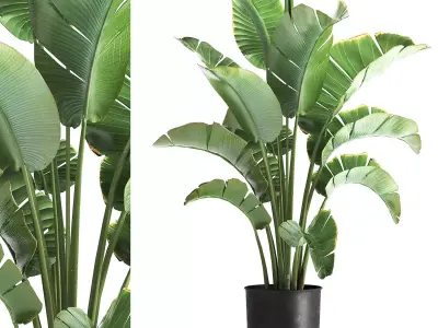 strelitzia palm in a loft pot for the interior 1111 3D model