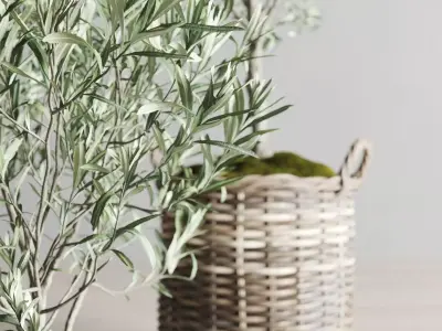 Olive Trees in Wicker Baskets 3D model