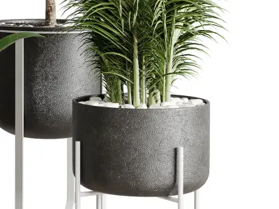 indoor plant ravenala ficus rubbery palm stand vase concrete 3D model