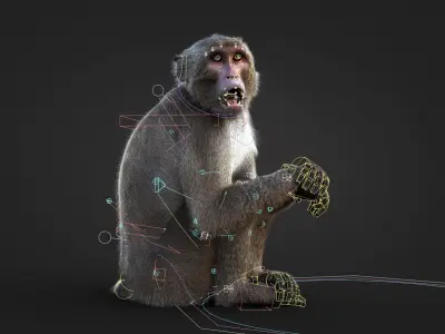 Rhesus Monkey RIG Xgen core 3D model