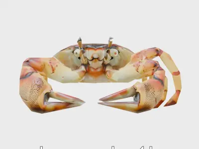 Fiddler Crab with Oversized Claw 3D Model Low-poly 3D model
