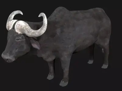 Buffalo fully rigged low poly Low-poly 3D model
